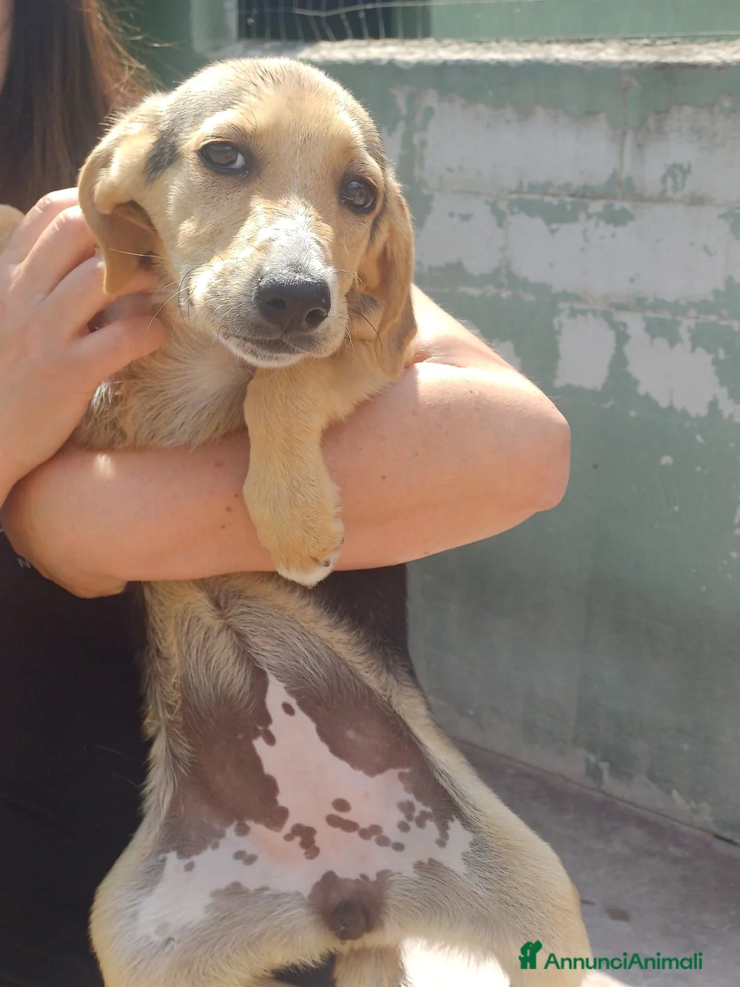 Meticcio cani in regalo: Lilly tenera cucciola taglia medio piccola  - Annuncio 4