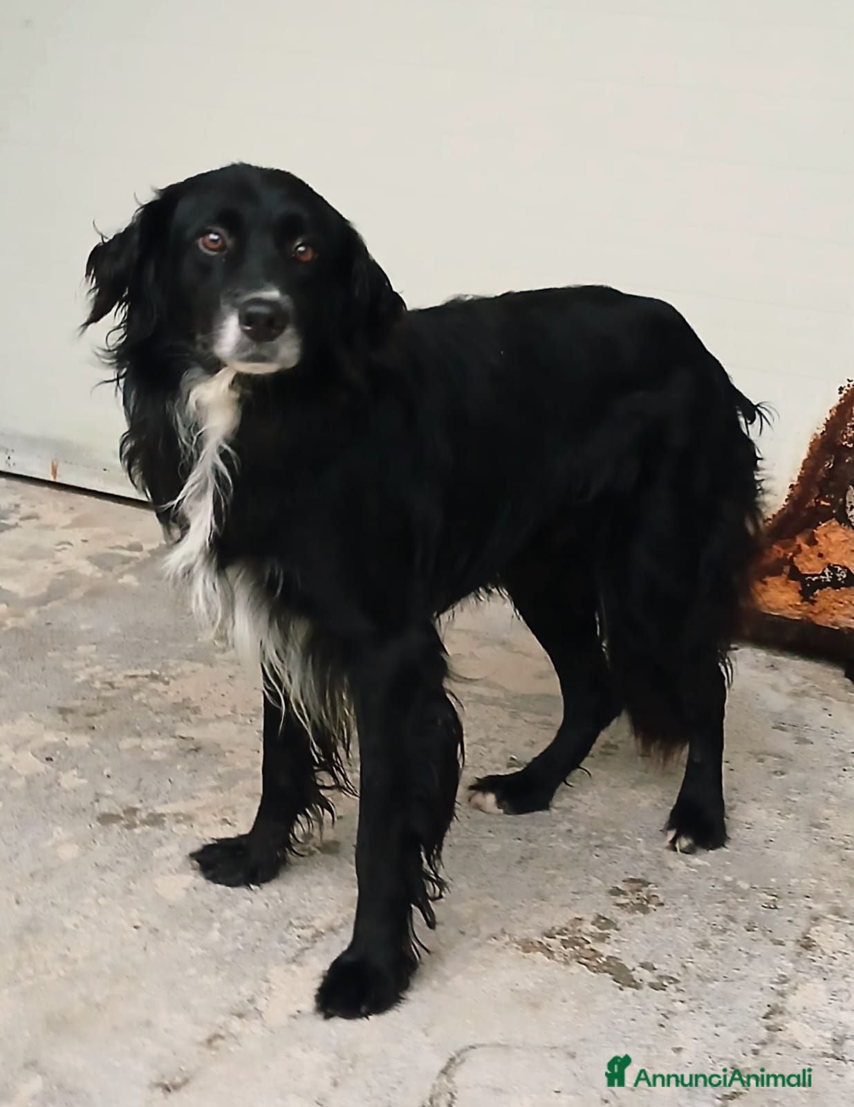 Meticcio cani DOLCISSIMO FUNKY - Annuncio 17