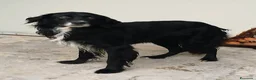 Meticcio cani in regalo: DOLCISSIMO FUNKY - Annuncio 1