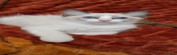 Ragdoll gatti in vendita: Ragdoll con Pedigree  - Annuncio 6