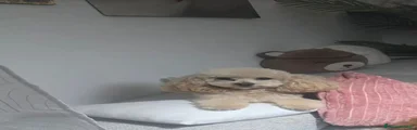 Barboncino Toy 
