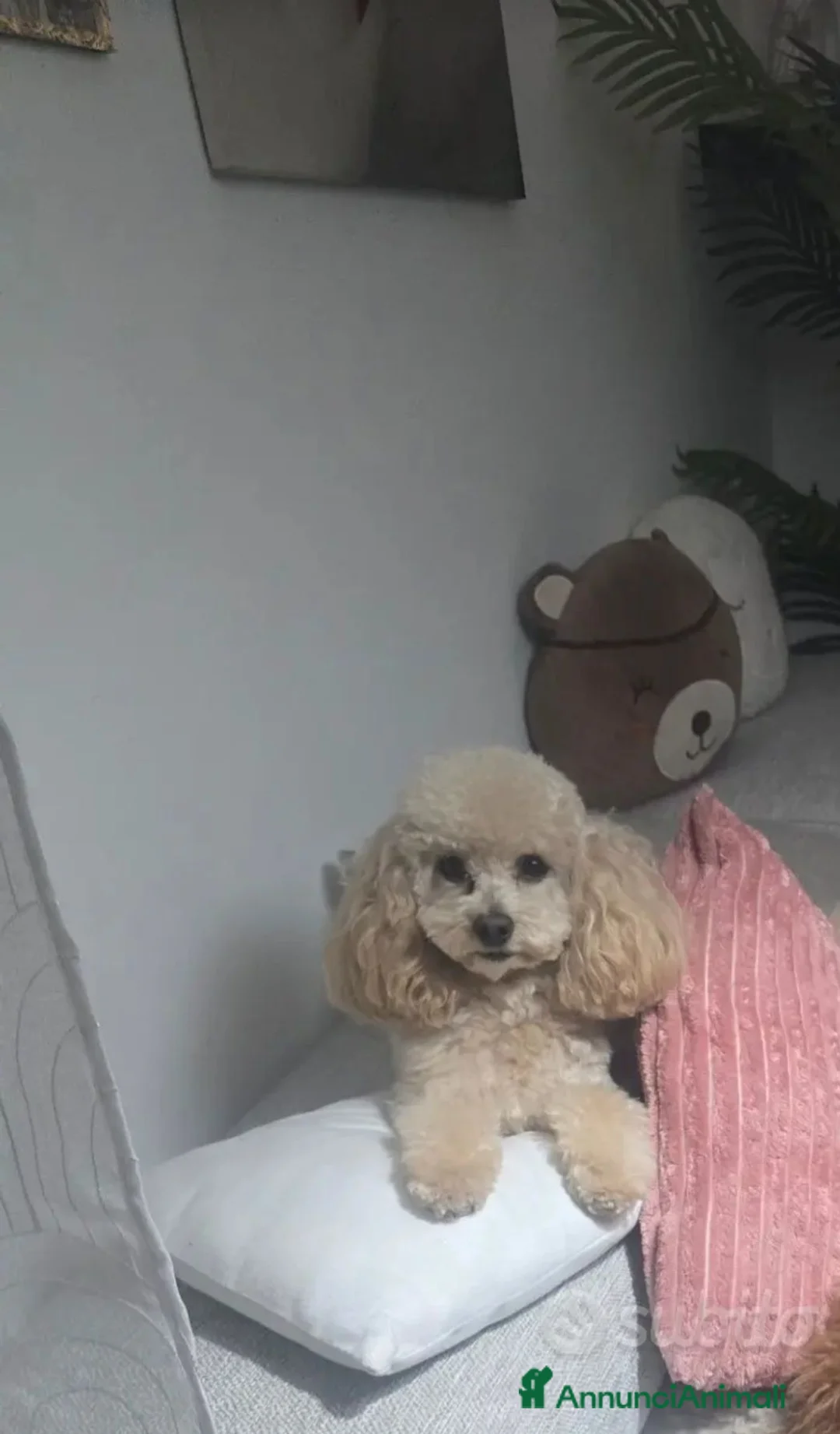 Barboncino Toy cani in vendita: TOTO' - Annuncio 4