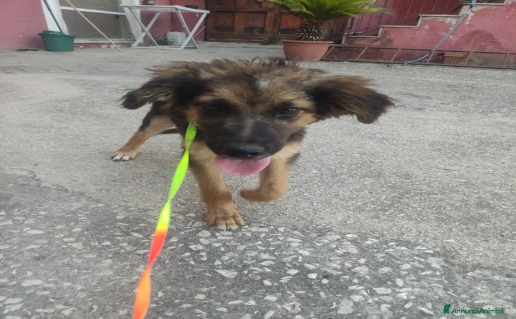 Meticcio cani a Provincia di Caserta - Annuncio 2