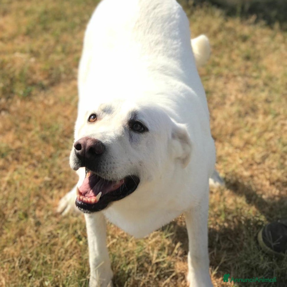 Meticcio cani Help per COMMODO derivato labrador  a Provincia di Latina - Annuncio 2