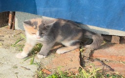 Persiano gatti in vendita: Micina a Provincia di Pavia - Immagine 2