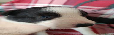 Border Collie Cucciolo 4