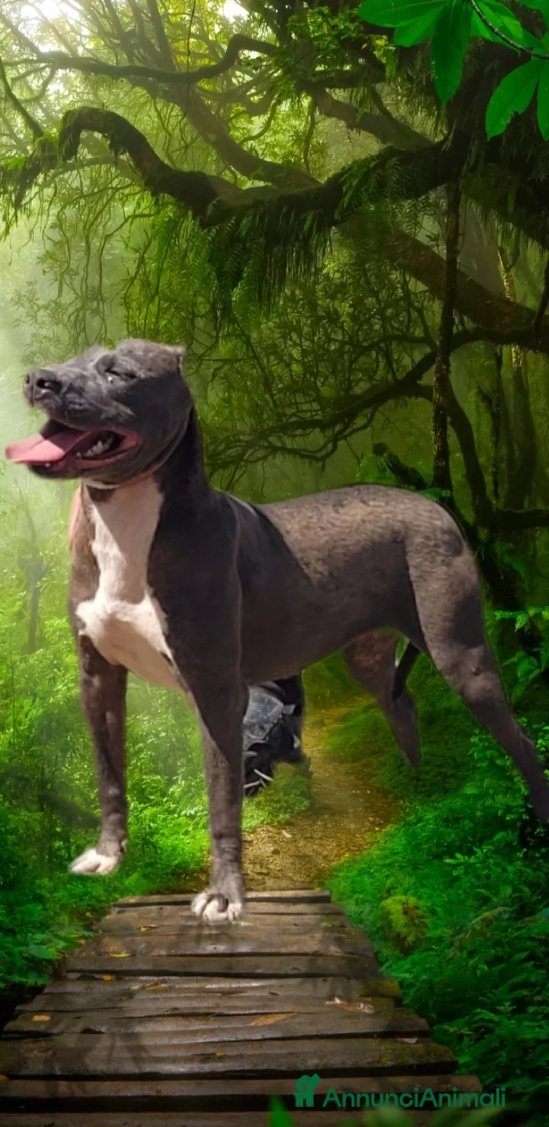 Pitbull cani in regalo: Pitbull terrier  - Annuncio 2