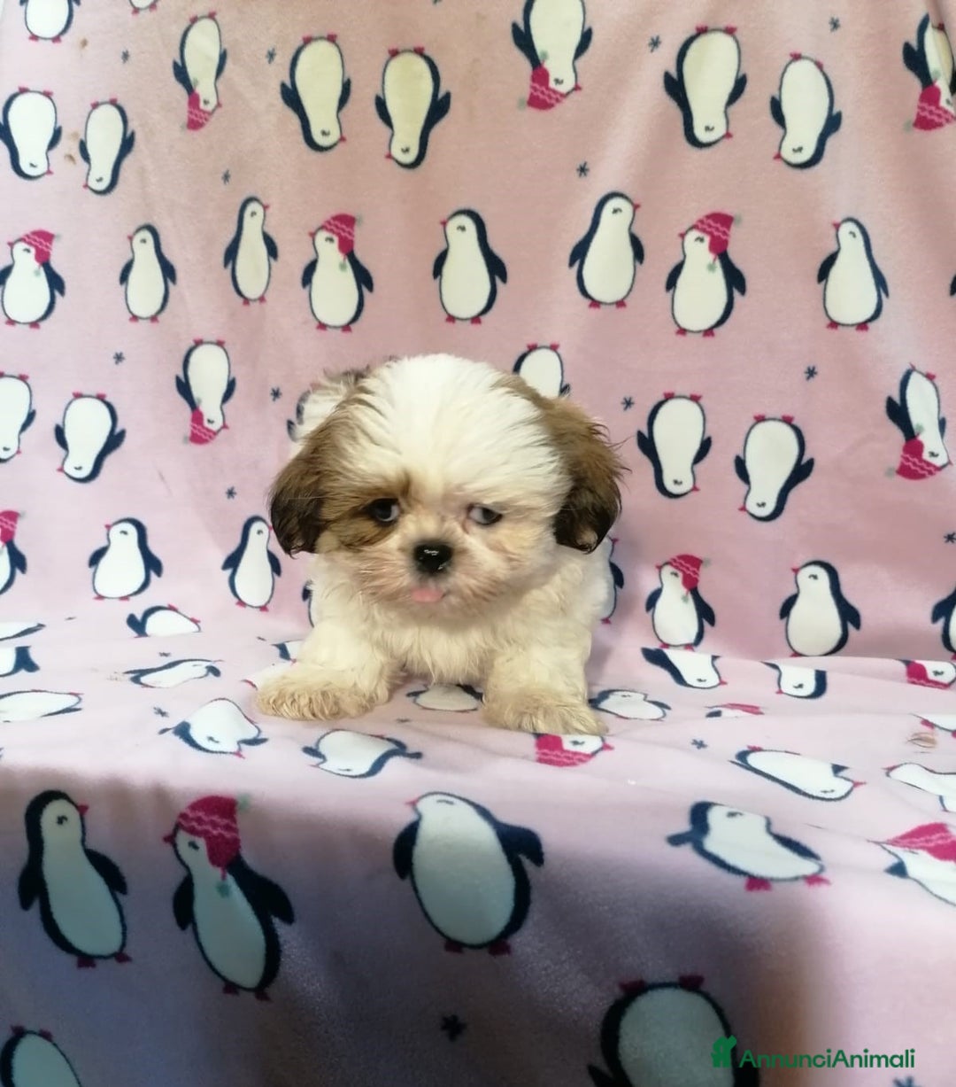 Shih Tzu cani in vendita: Shih Tzu cuccioli taglia toy - Annuncio 3