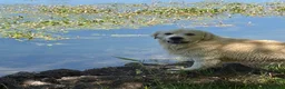 Golden Retriever cani in vendita: Cuccioli di golden Retriever  - Annuncio 19