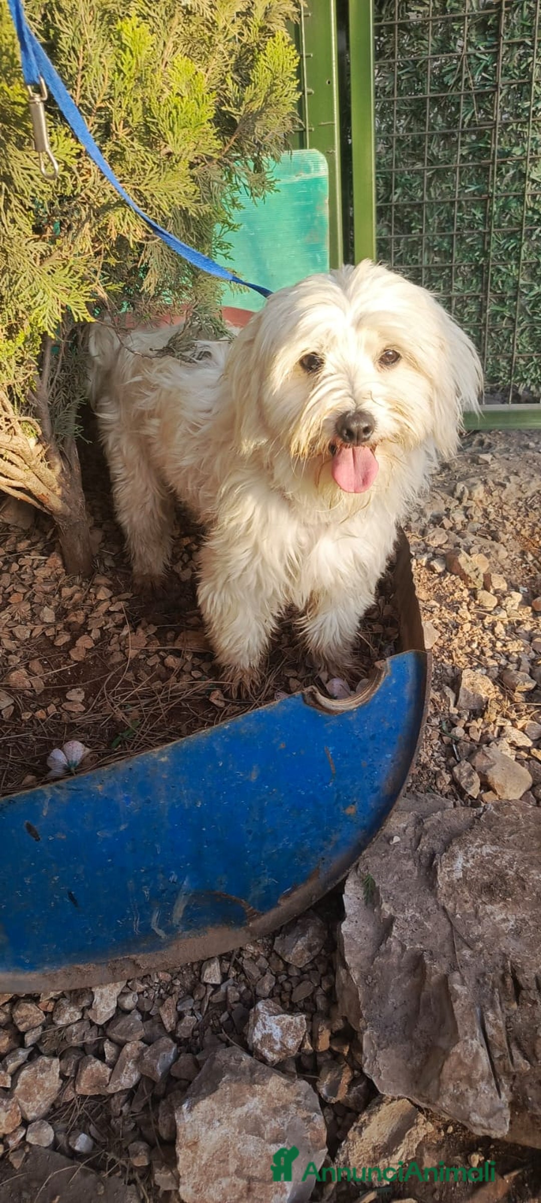 Maltese cani in regalo: Splendido maltese - DIEGO - Annuncio 7