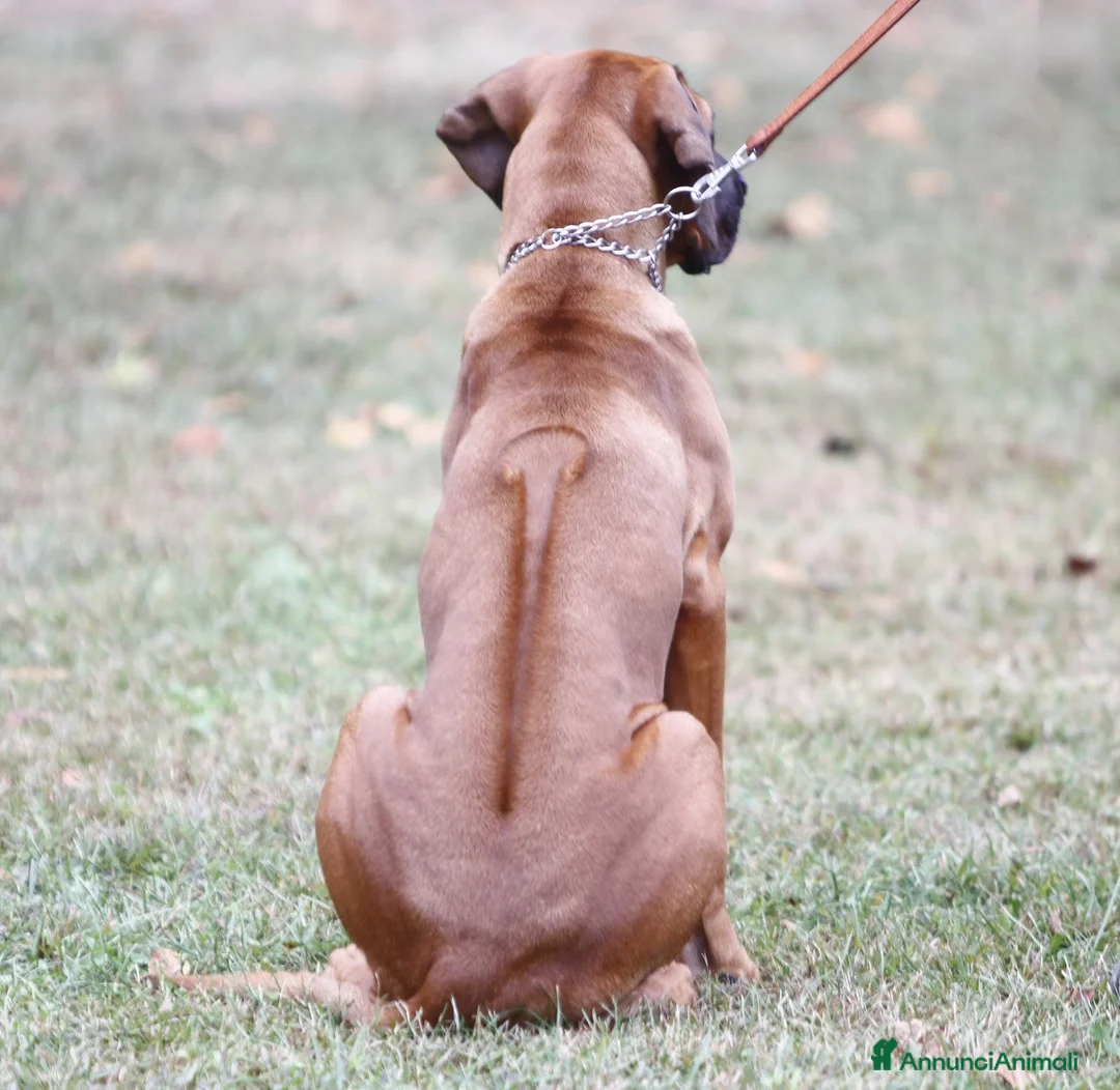 Immagine della galleria {{count}}