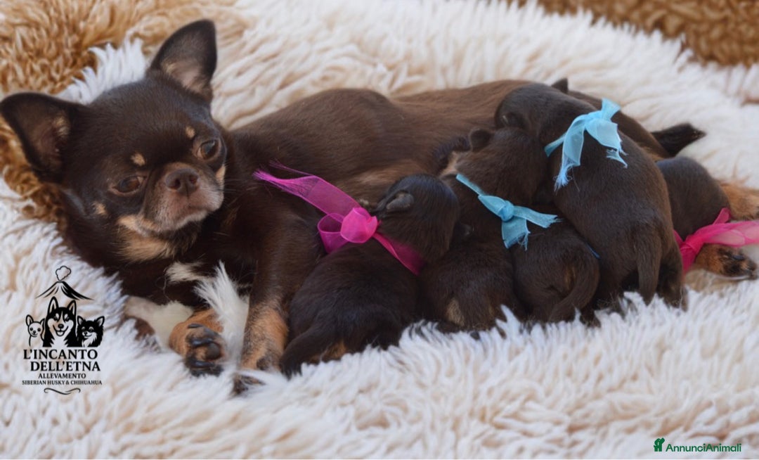 Chihuahua cani in vendita: Chihuahua linea russa pedigree Enci  - Annuncio 12