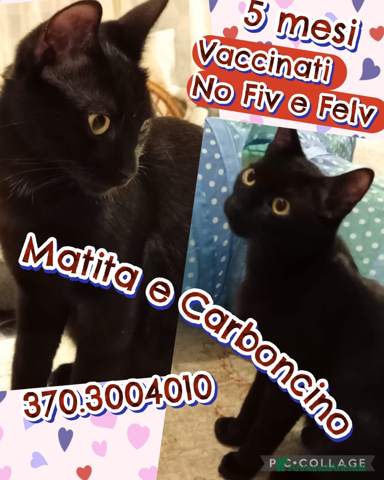 Europeo gatti MATITA E CARBONCINO GATTINI ADORABILI - Annuncio 4