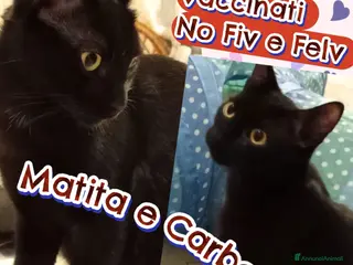 Europeo gatti MATITA E CARBONCINO GATTINI ADORABILI - Annuncio 4