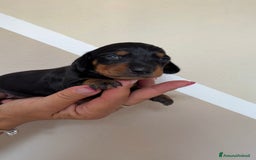 Bassotto cani in vendita: Cuccioli di bassotto tedesco  a Provincia di Lecco - Immagine 2