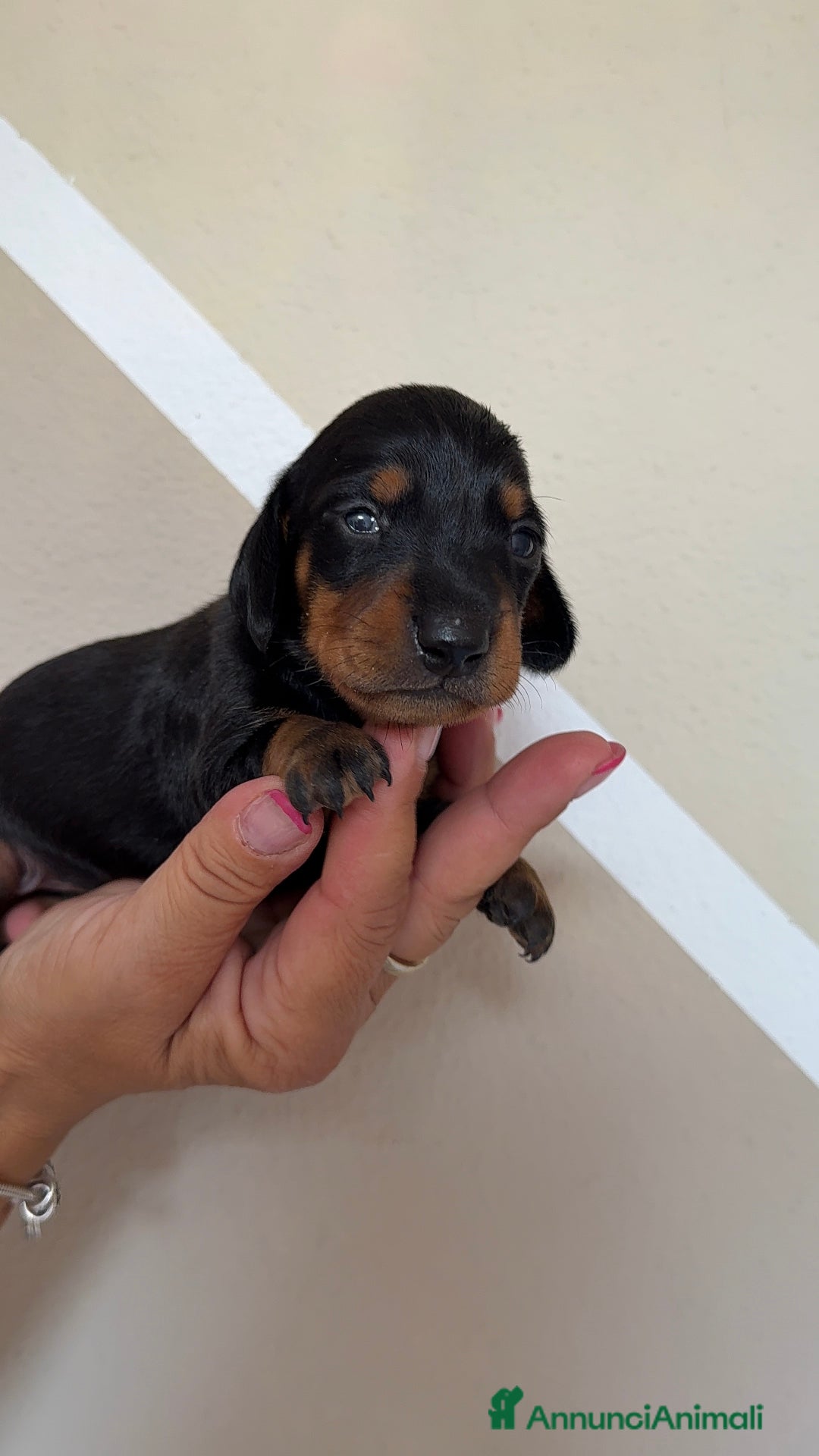 Bassotto cani in vendita: Cuccioli di bassotto tedesco  a Provincia di Lecco - Immagine 2