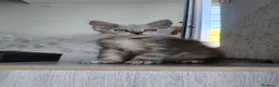 Maine Coon gatti in vendita: Cucciola Maine Coon Silver femmina  - Annuncio 5