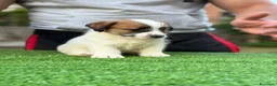 Jack Russell cani in vendita: Jack Russell altissima genealogia a Città metropolitana di Roma Capitale - Annuncio 3