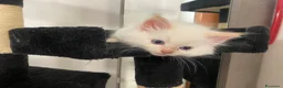 Siberiano gatti in vendita: Disponili cuccioli siberiani! Occhi azzurri! - Annuncio 20