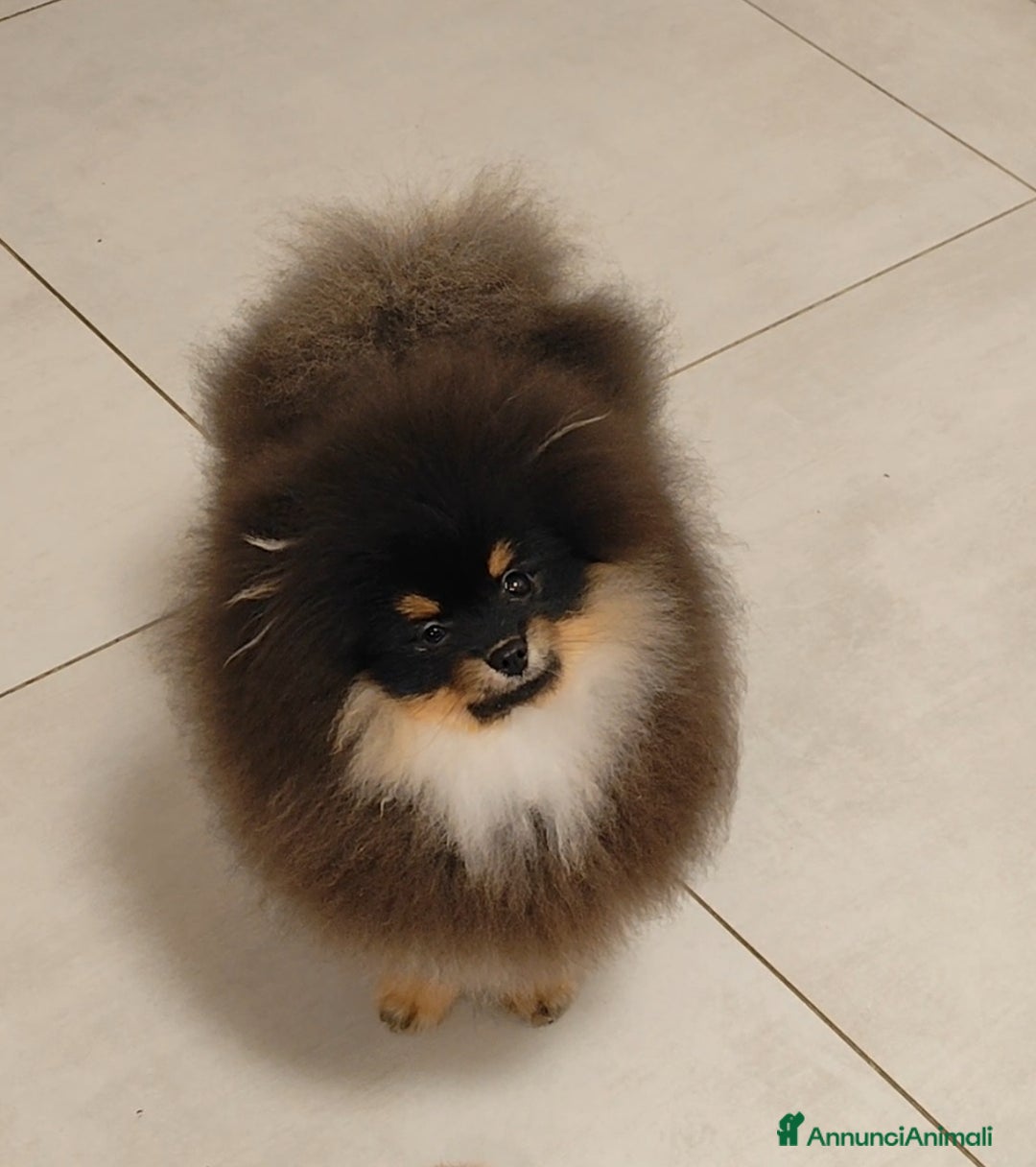 Volpino Pomerania cani in vendita: Spitz di Pomerania con pedigree  - Annuncio 2