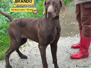 Kurzhaar cani BRANDO kurzhaar puro 16 mesi cerca casa - adozione - Annuncio 17