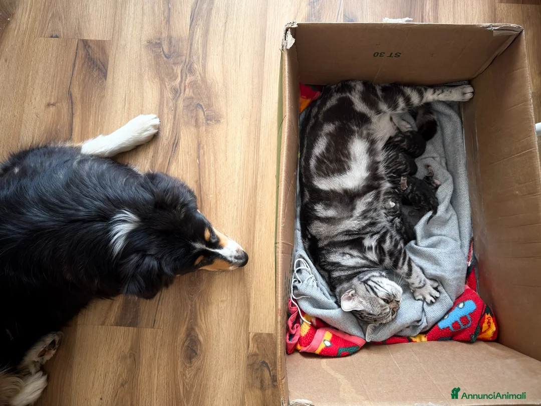 British gatti in vendita: British Shorthair Black Silver Tabby a Provincia di Como - Annuncio 2