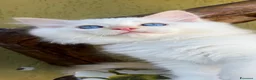 Ragdoll gatti in vendita: Middle Earth Nagga Ragdoll Red Colourpoint  - Annuncio 9