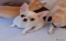 Chihuahua cani in vendita: Chihuahua femmina  a Città metropolitana di Roma Capitale - Immagine 2