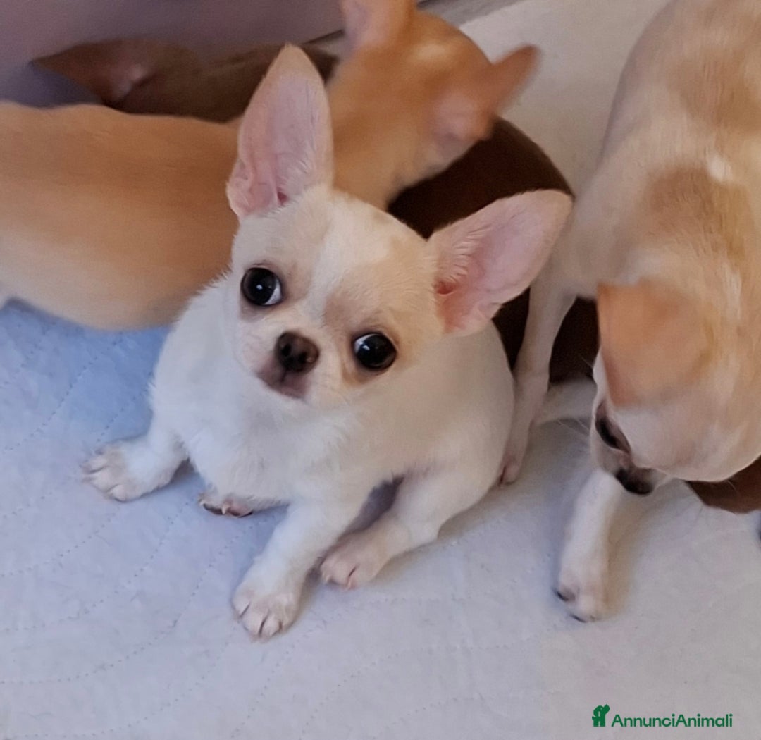 Chihuahua cani in vendita: Chihuahua femmina  a Città metropolitana di Roma Capitale - Immagine 2