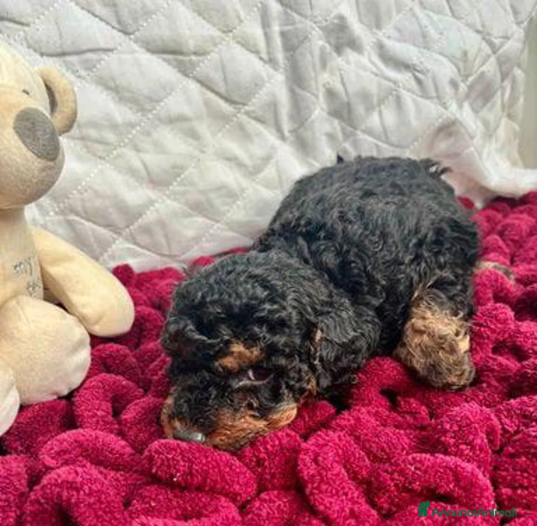 Barboncino Toy cani in vendita: Cuccioli Toy Poodle da Genitori Red e Phantom - Annuncio 4