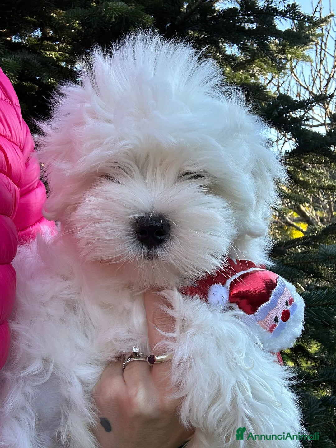 Maltese cani in vendita: Cuccioli di maltese con pedigree ENCI  - Annuncio 8