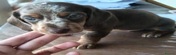 Bassotto cani in vendita: Bassotto femmina  - Annuncio 3