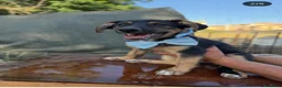 Meticcio cani in regalo: Rufy cerca amore - Annuncio 2