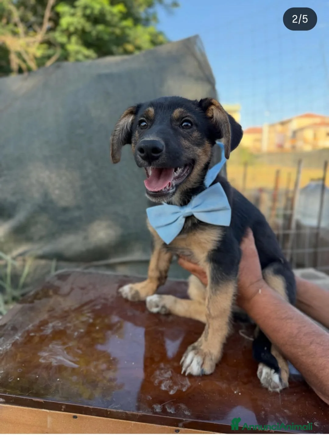 Meticcio cani in regalo: Rufy cerca amore - Annuncio 2