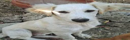 Meticcio cani in regalo: Cuccioli di 5 mesi cercano casa - Annuncio 15