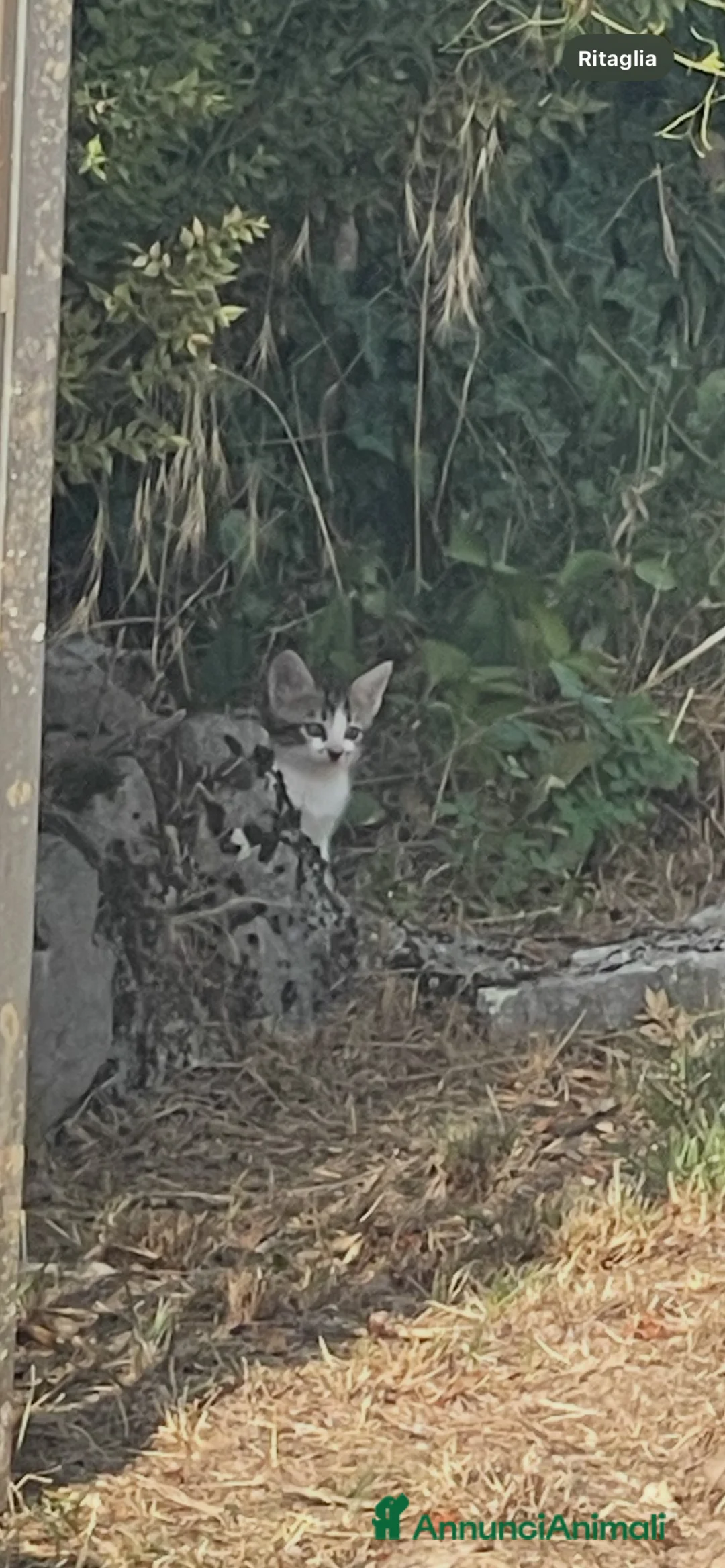 Europeo gatti in regalo: Regalo gattini in provincia di L’Aquila è Rieti - Annuncio 2