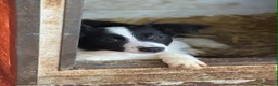 Border Collie cani in regalo: DALIA, cucciola spaventata! MIX BORDER COLLIE - Annuncio 4