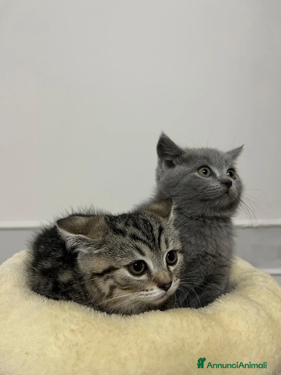 Scottish gatti in vendita: Scottish Fold & Strait blu a Città Metropolitana di Napoli - Annuncio 9