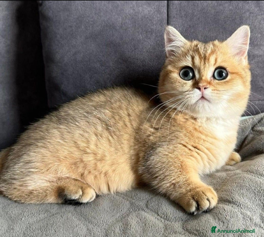 British gatti in vendita: Bellissimi cuccioli di british shorthair golden  - Annuncio 3