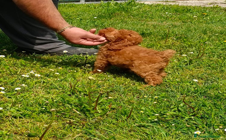 Barboncino cani a Province of Reggio Emilia - Annuncio 9