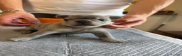Bulldog Francese cani in vendita: bulldog francese  - Annuncio 26