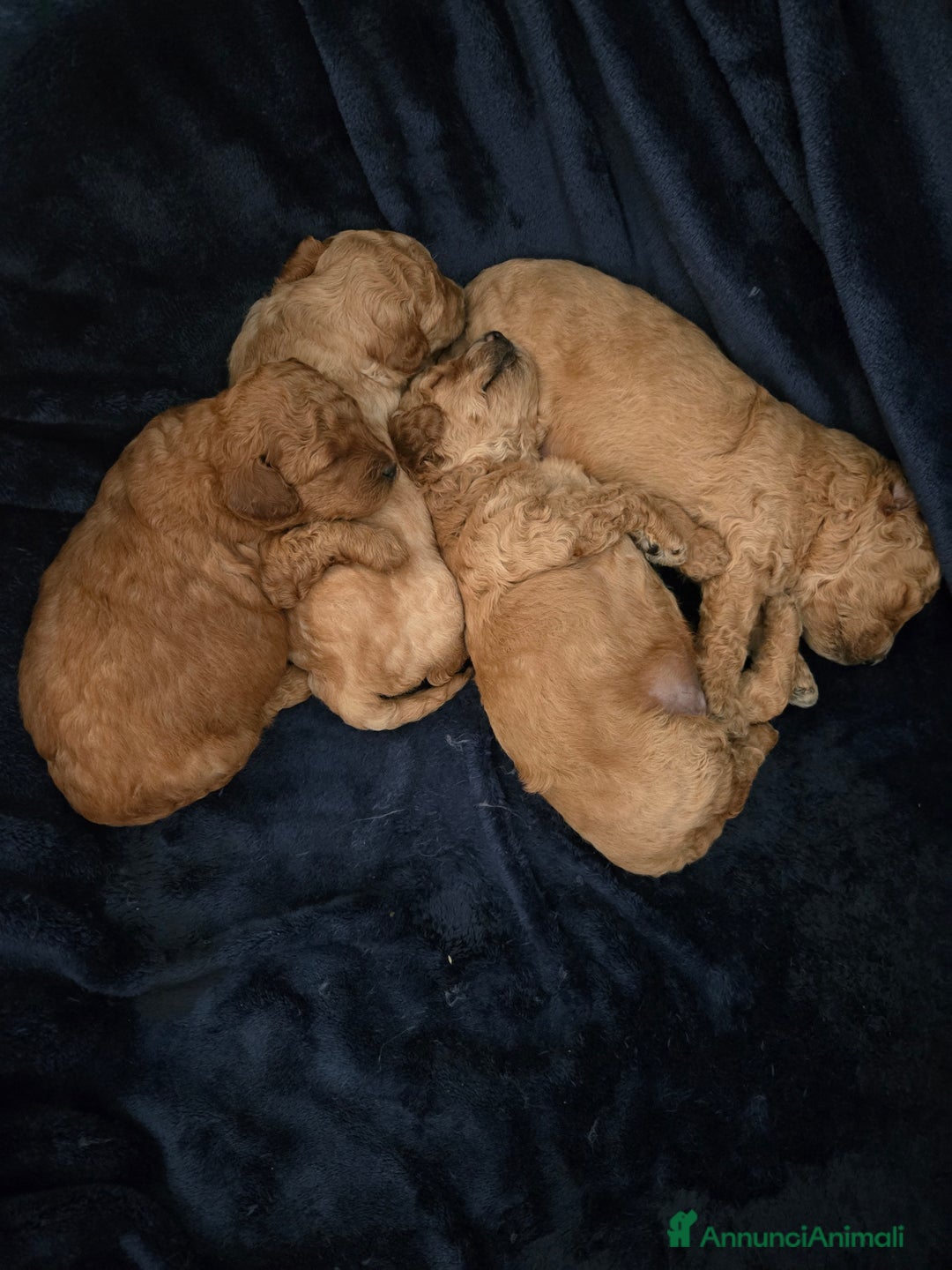 Barboncino cani in vendita: BARBONCINO NANO - Annuncio 14