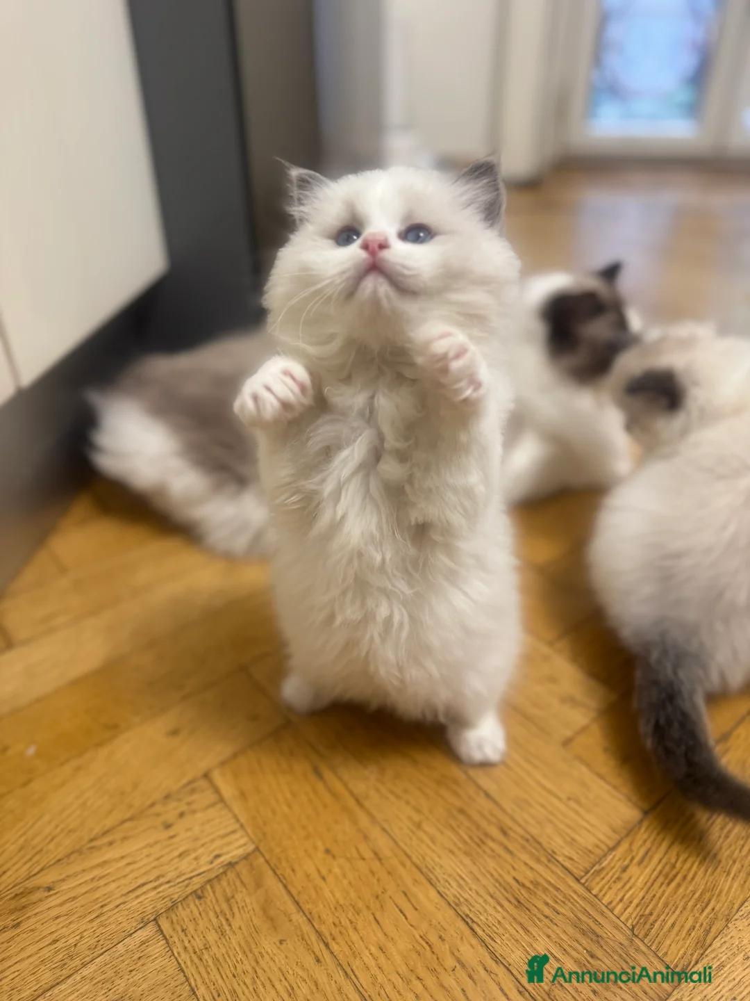 Immagine della galleria {{count}}