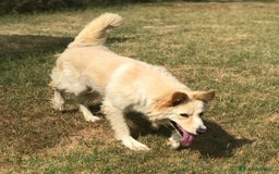 Golden Retriever cani in regalo: Connie, derivata golden IN ADOZIONE a Provincia di Latina - Immagine 3