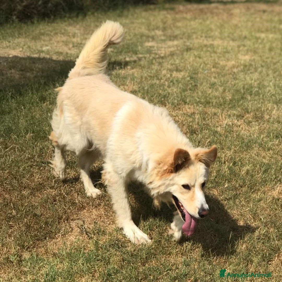 Golden Retriever cani in regalo: Connie, derivata golden IN ADOZIONE a Provincia di Latina - Immagine 3