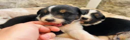 Australian Shepherd cani in vendita: Cuccioli pastore australiano  - Annuncio 7