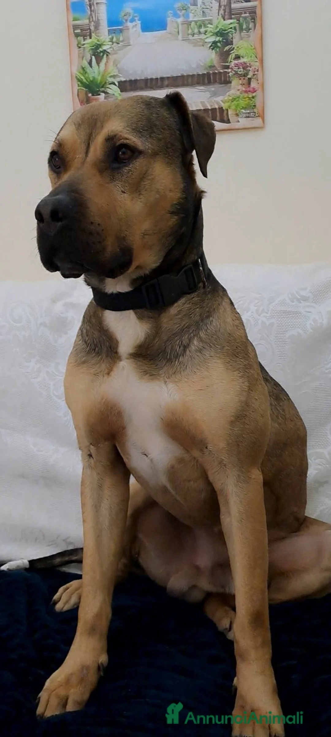 Meticcio cani in regalo: BOBBY CUOREAMORE CERCA  FAMIGLIA - Annuncio 18