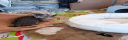 Meticcio gatti in regalo: GATTI E GATTINO DOLCISSIMO - Annuncio 16