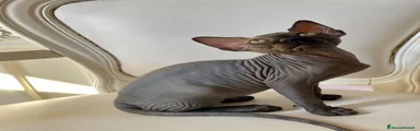 Sphynx 2