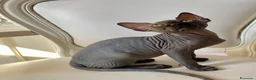Sphynx gatti in vendita: Cuccioli Sphynks  a Provincia di Pesaro e Urbino - Annuncio 3